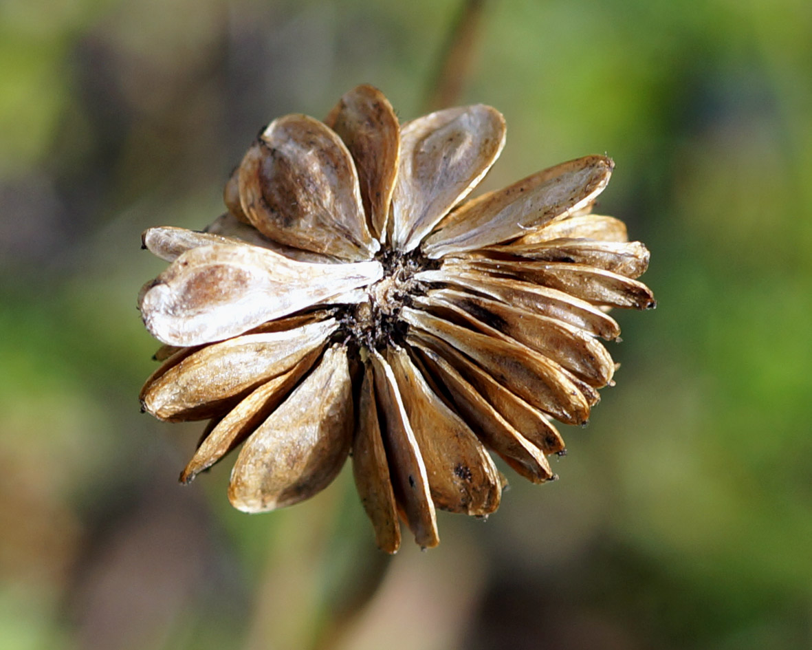 Image of Anemonastrum sibiricum specimen.