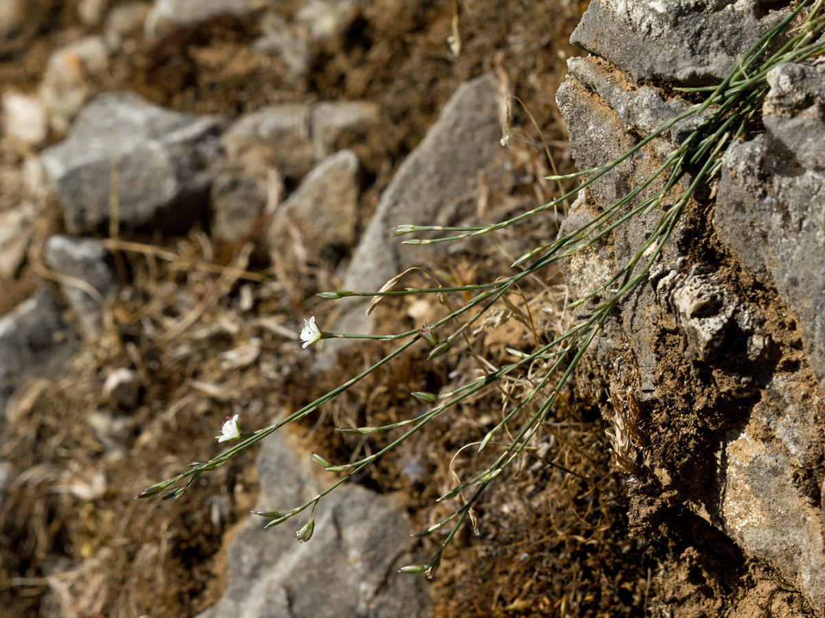 Image of Bufonia stricta specimen.