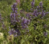 Nepeta grandiflora. Цветущие растения. Кабардино-Балкария, Эльбрусский р-н, склон г. Чегет, субальпийский луг. 19.08.2009.