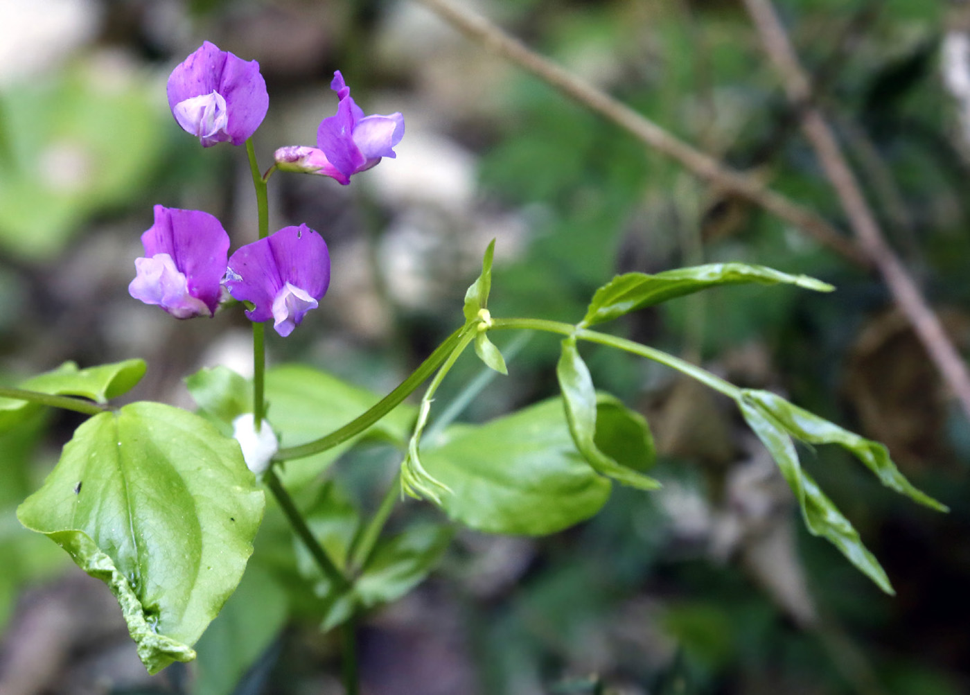 Image of Lathyrus vernus specimen.