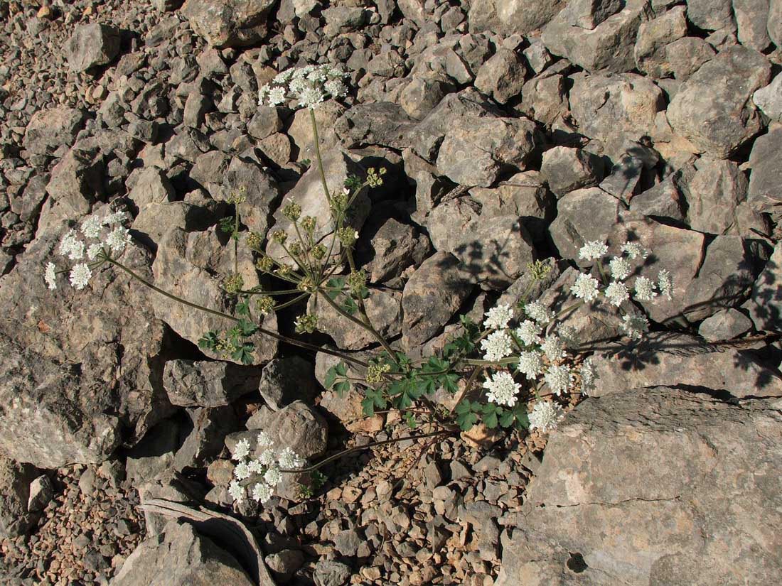 Image of Heracleum ligusticifolium specimen.