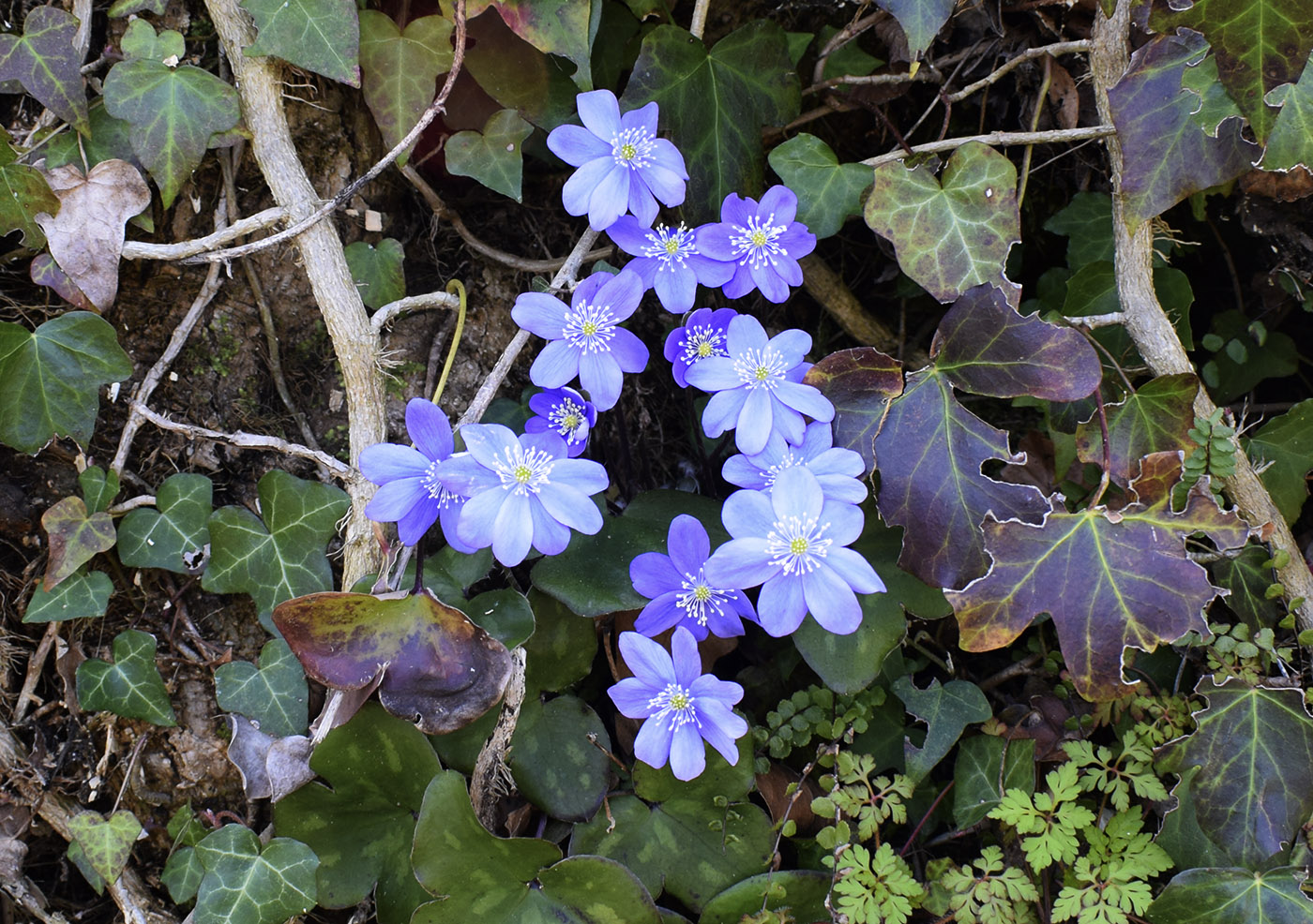 Image of Hepatica nobilis specimen.