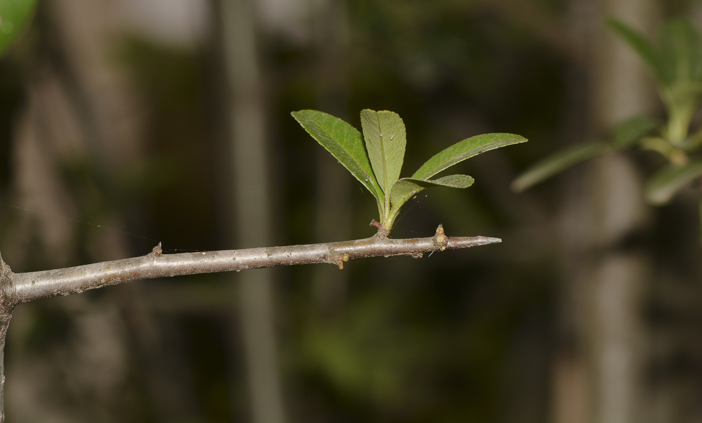 Image of Pyracantha rogersiana specimen.