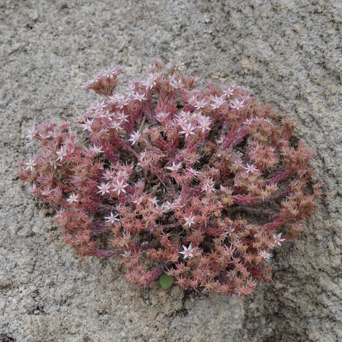 Image of Sedum hispanicum specimen.