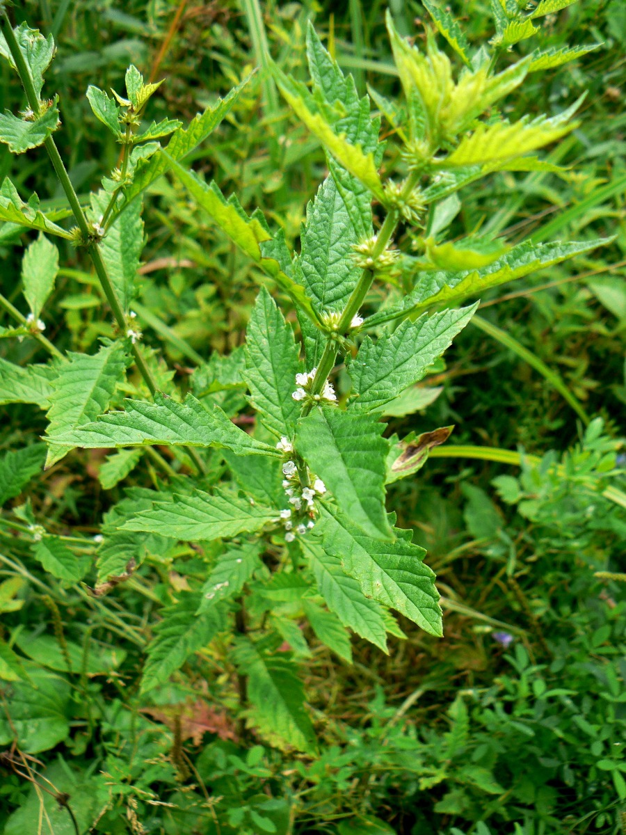 Image of Lycopus europaeus specimen.