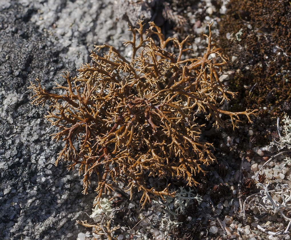 Изображение особи Sphaerophorus globosus.