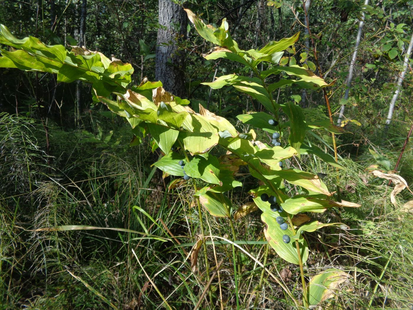 Изображение особи Polygonatum multiflorum.