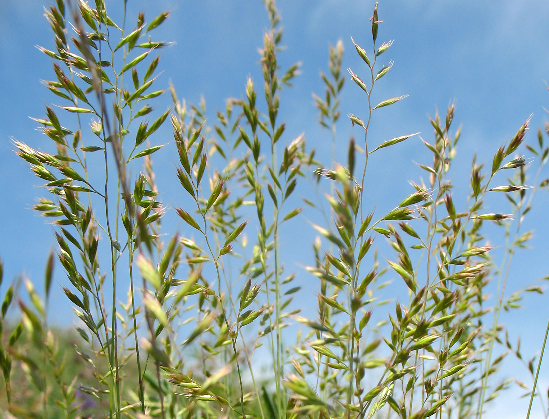 Image of Festuca valesiaca specimen.