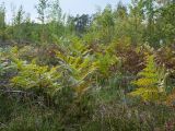 Pteridium pinetorum. Вайи (в начале увядания и отмершие). Ленинградская обл., Кингисеппский р-н, окр. дер. Урмизно близ охоторыболовной базы \"Динамо\", вырубка на месте сосняка на приморских песках. 09.09.2018.