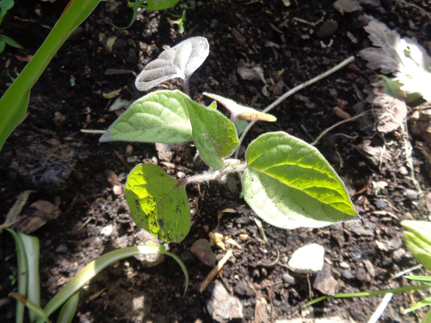 Image of Physalis peruviana specimen.