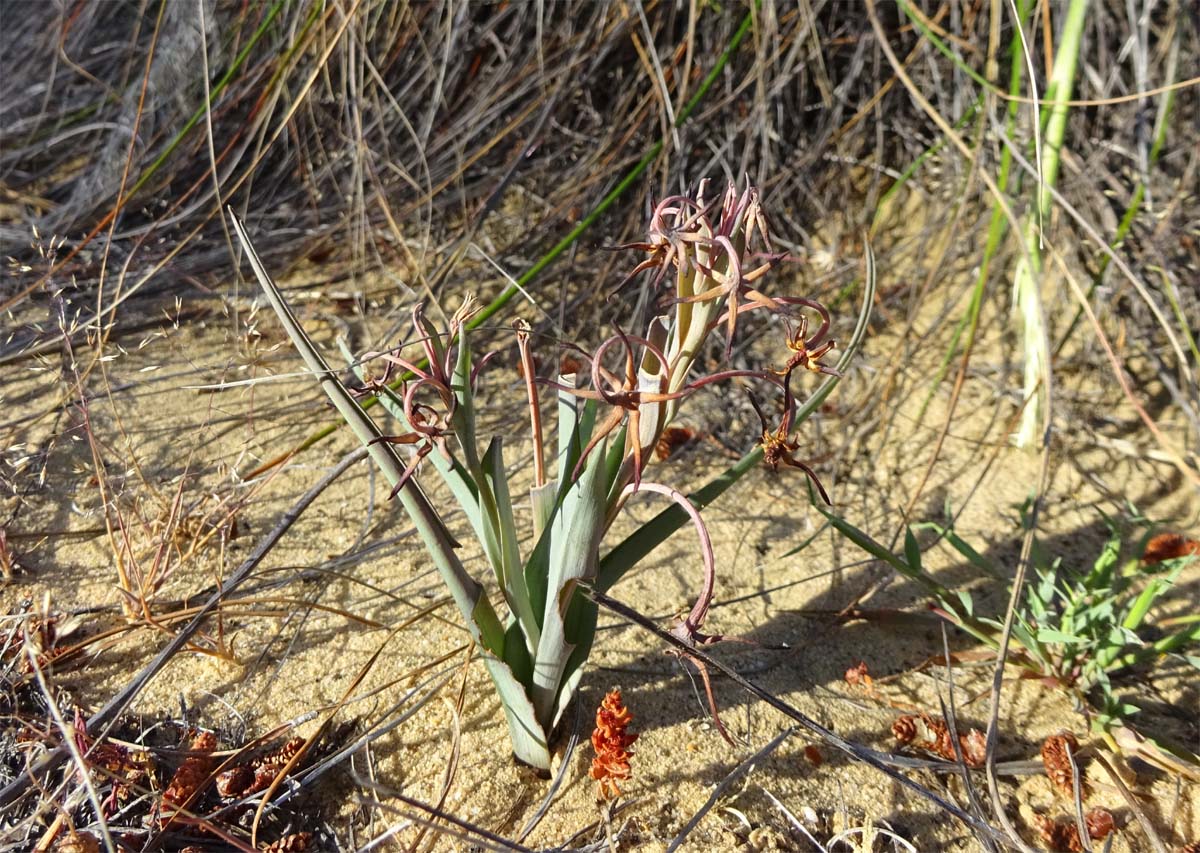 Изображение особи Ornithoglossum vulgare.