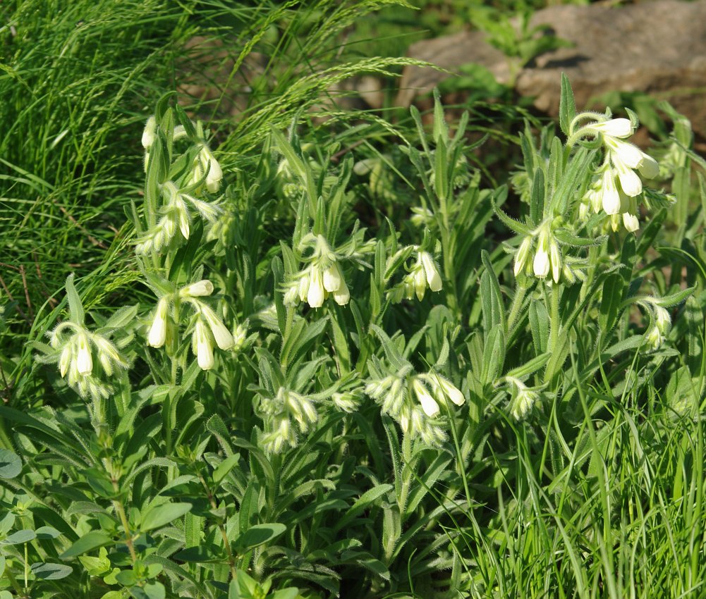 Image of genus Onosma specimen.