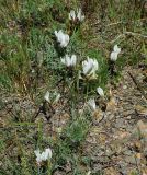 Astragalus macroceras. Цветущие растения. Казахстан, Восточно-Казахстанская обл., г. Усть-Каменогорск, восточные окр., Лесхоз, вершина сопки. 27.05.2018.