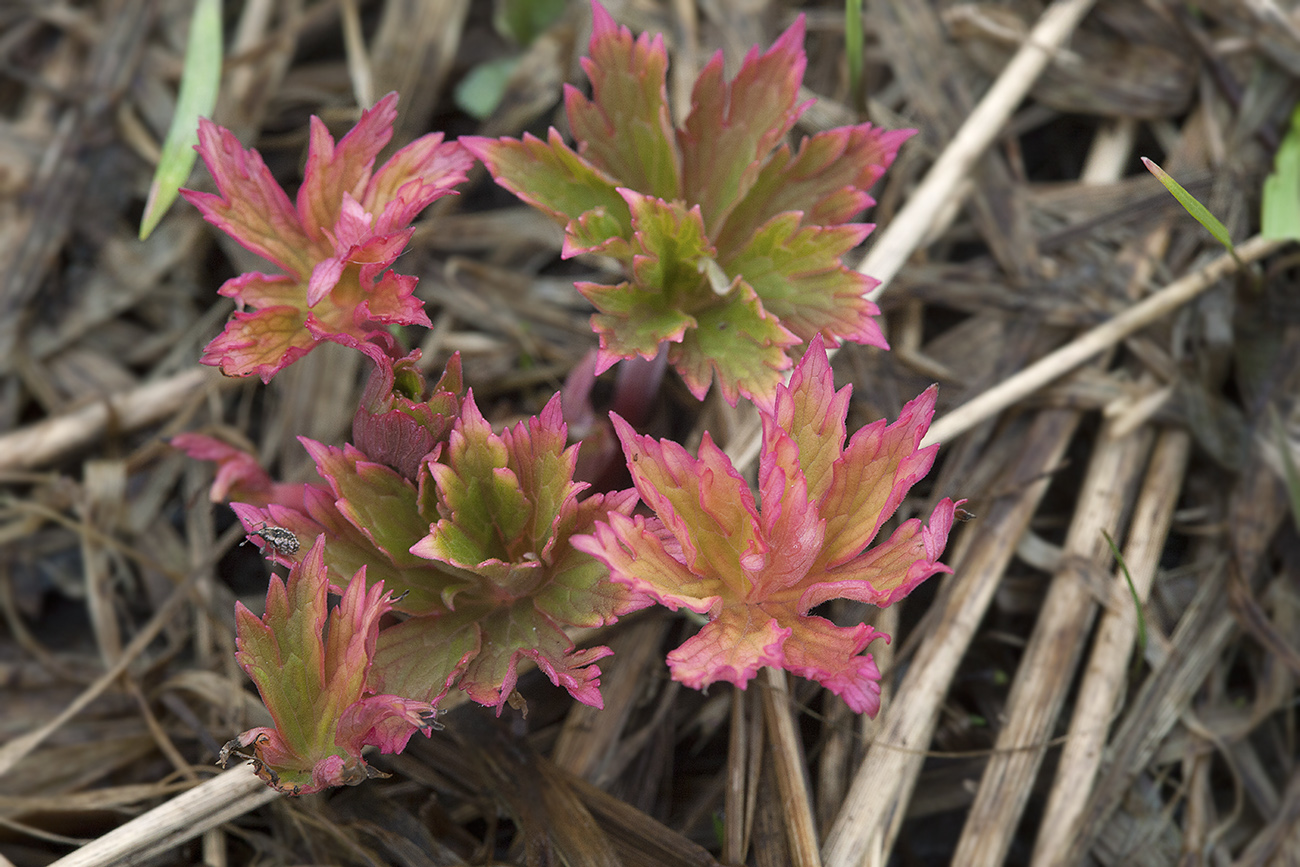 Изображение особи Geranium pratense.