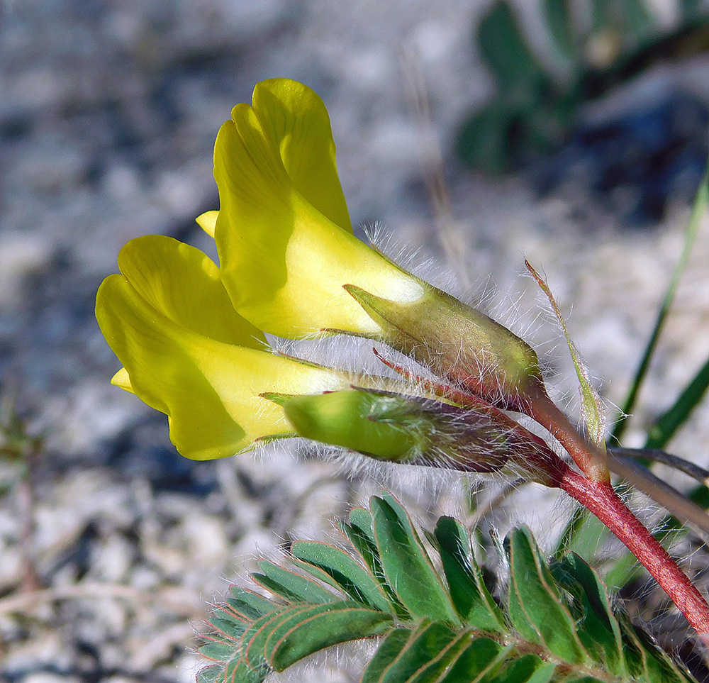 Image of Astragalus utriger specimen.