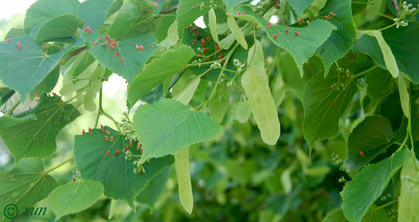 Image of Tilia cordata specimen.