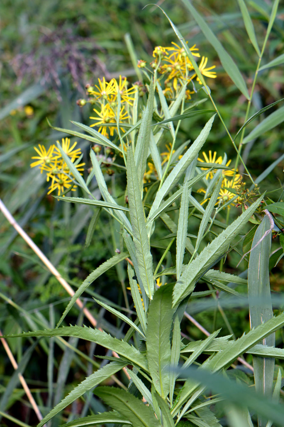 Изображение особи Senecio paludosus.