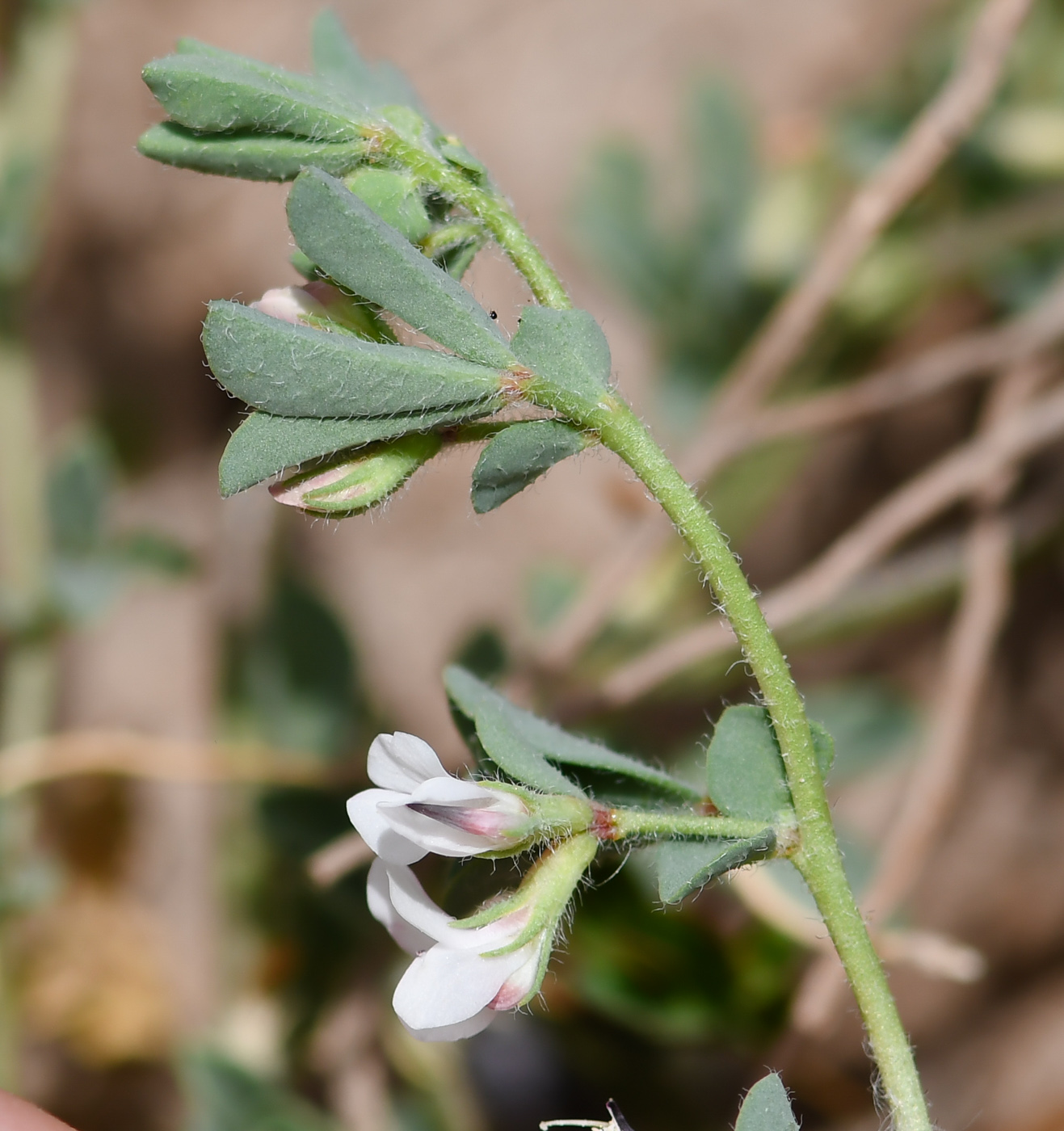 Image of Lotus glinoides specimen.