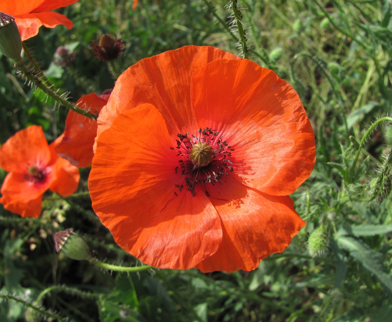 Image of Papaver rhoeas specimen.