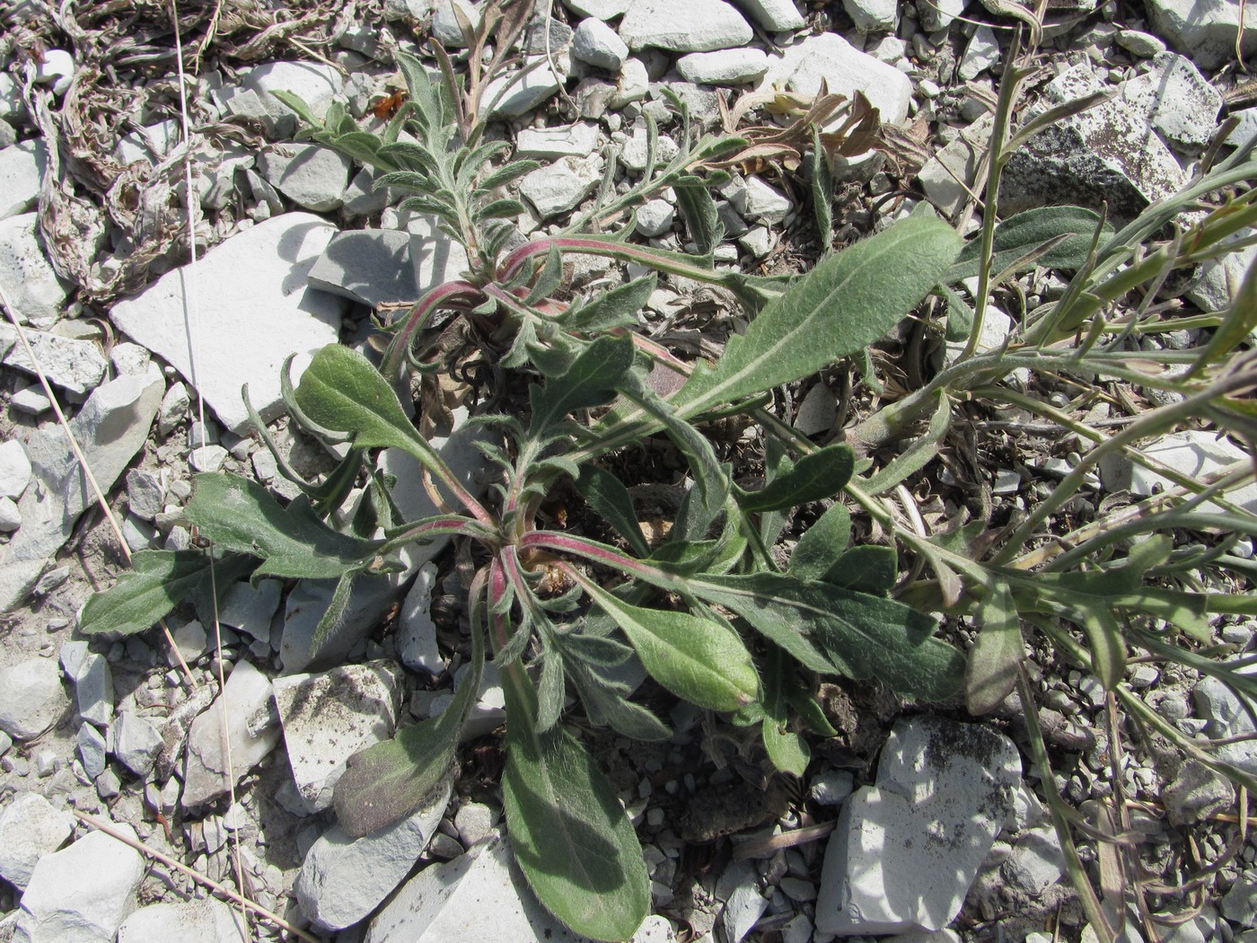 Image of Cephalaria uralensis specimen.