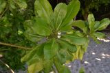 Смотреть изображение Scaevola taccada