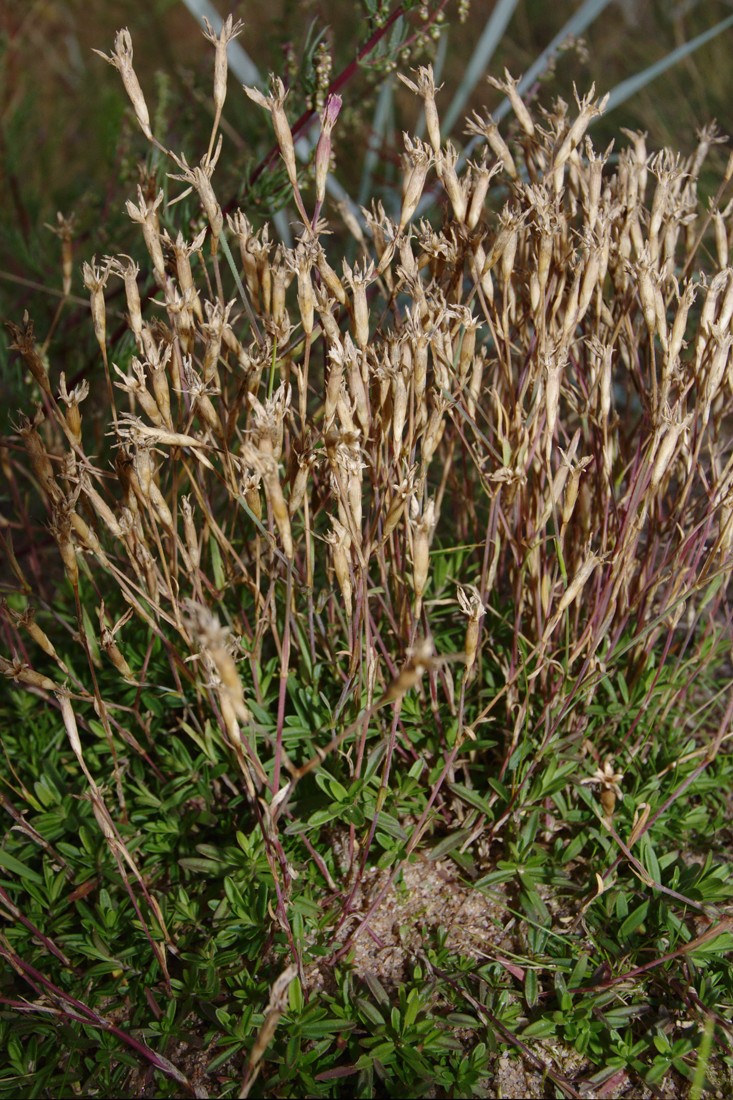 Image of Dianthus deltoides specimen.