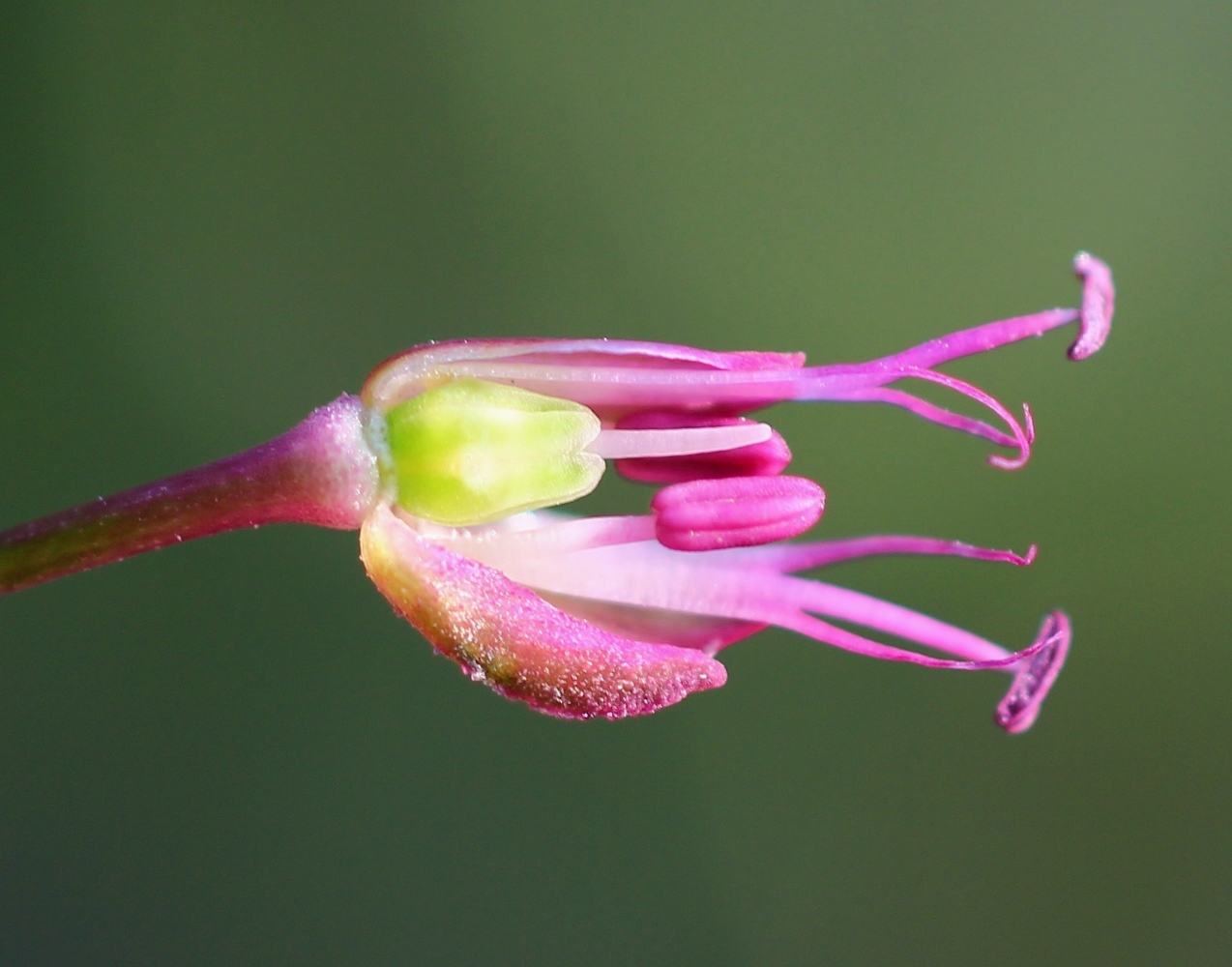 Image of Allium sphaerocephalon specimen.