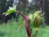 Image of taxon representative. Author is Сергей Глотов