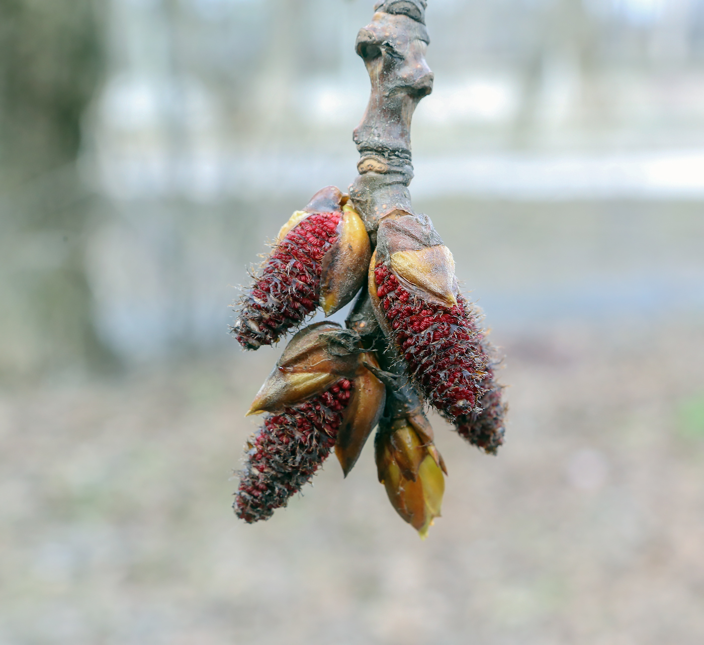 Image of genus Populus specimen.