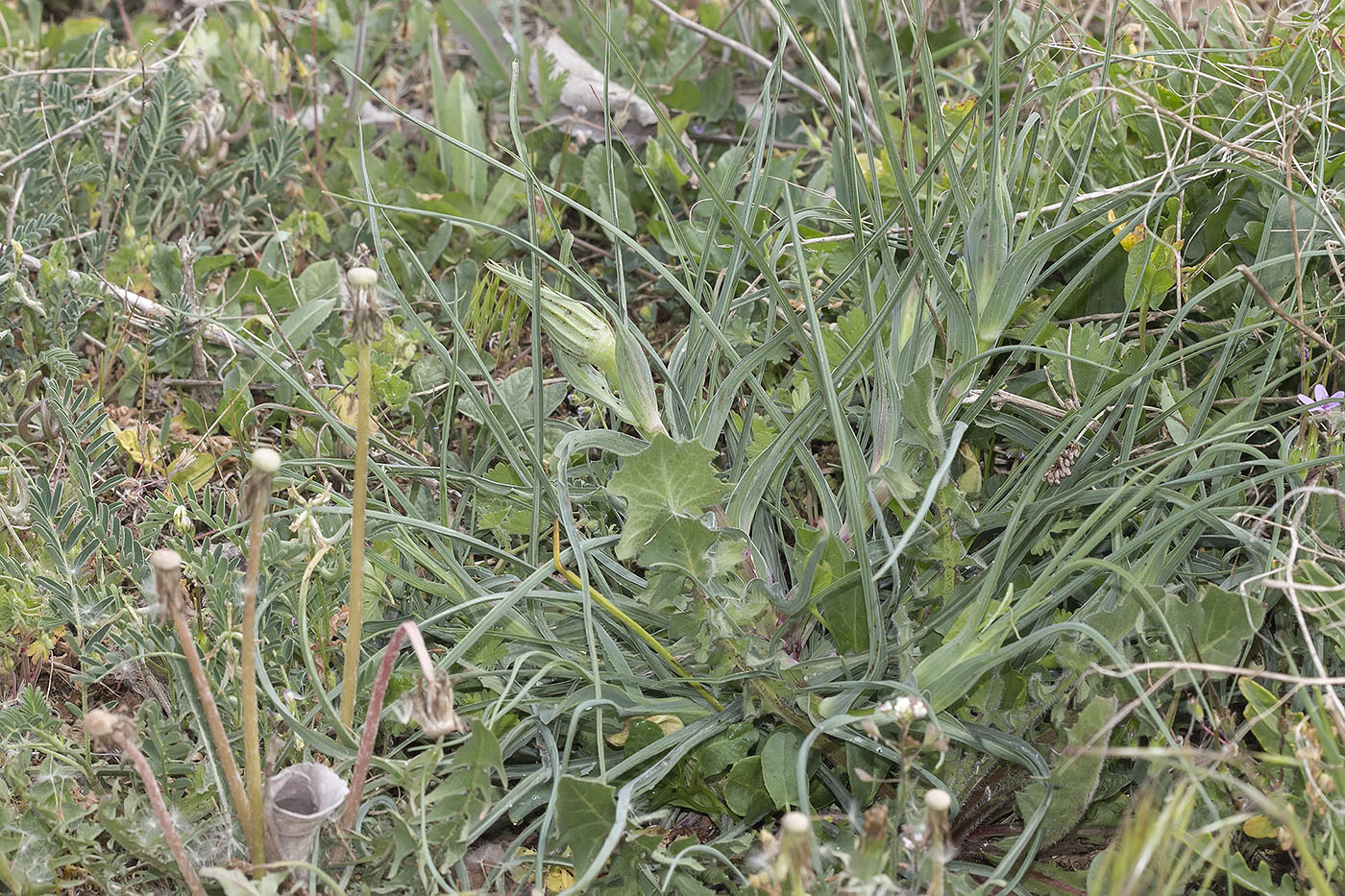 Image of Tragopogon dubius specimen.