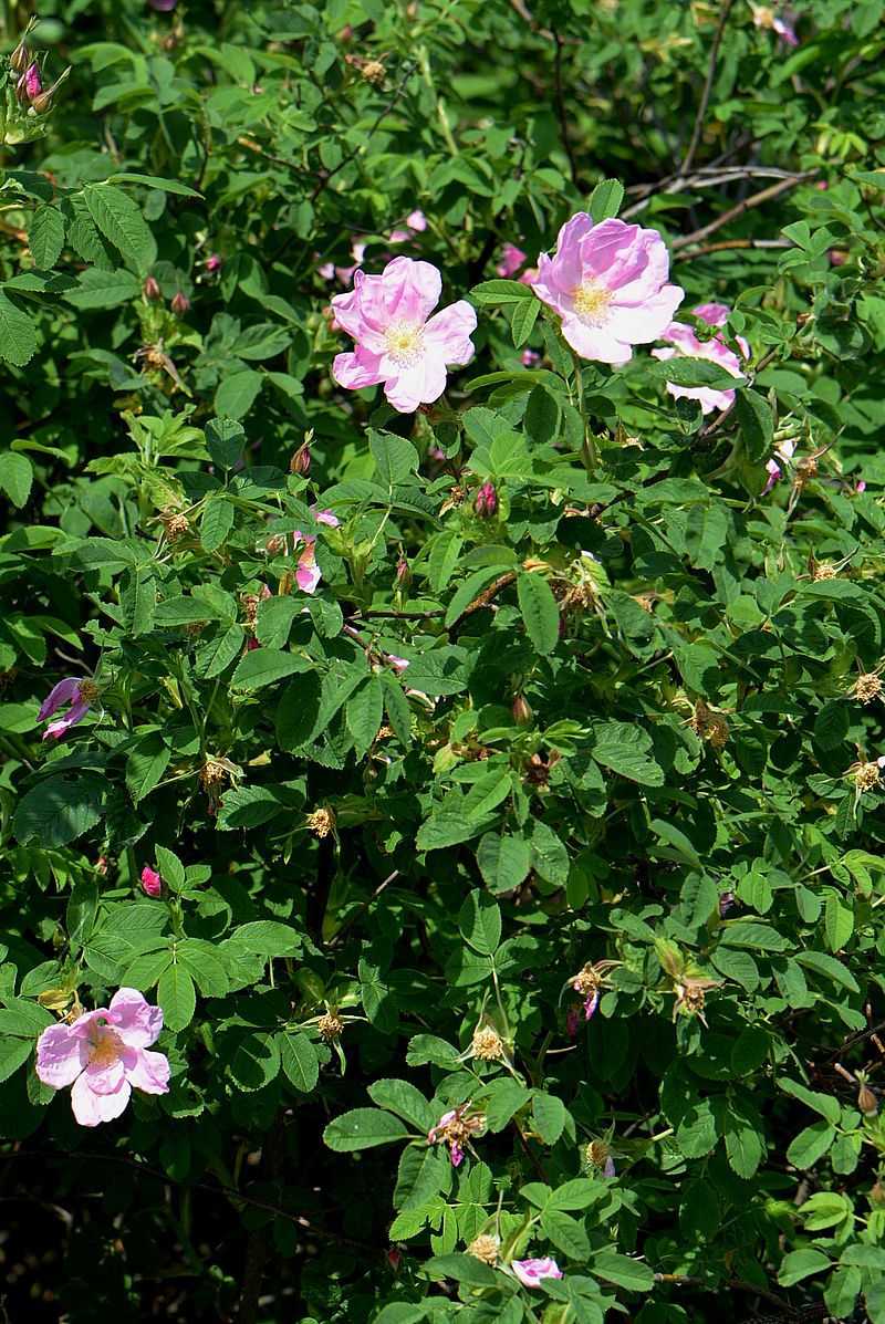 Изображение особи Rosa cinnamomea.