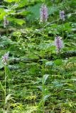 Dactylorhiza saccifera. Цветущие растения. Карачаево-Черкесия, Домбай, устье ущ. р. Аманауз, 1650 м н.у.м. 19.07.2010.