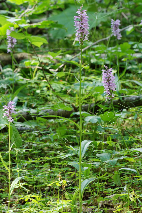 Image of Dactylorhiza saccifera specimen.