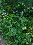 Valeriana officinalis. Цветущее растение. Московская обл., Раменский гор. округ, окр. пос. Гжель, опушка смешанного леса. 01.07.2020.