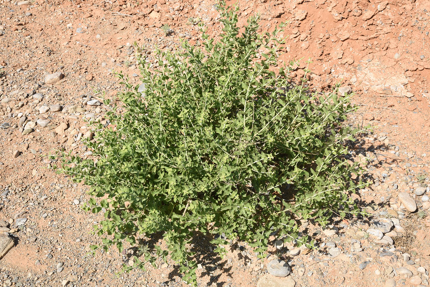 Image of Perovskia scrophulariifolia specimen.