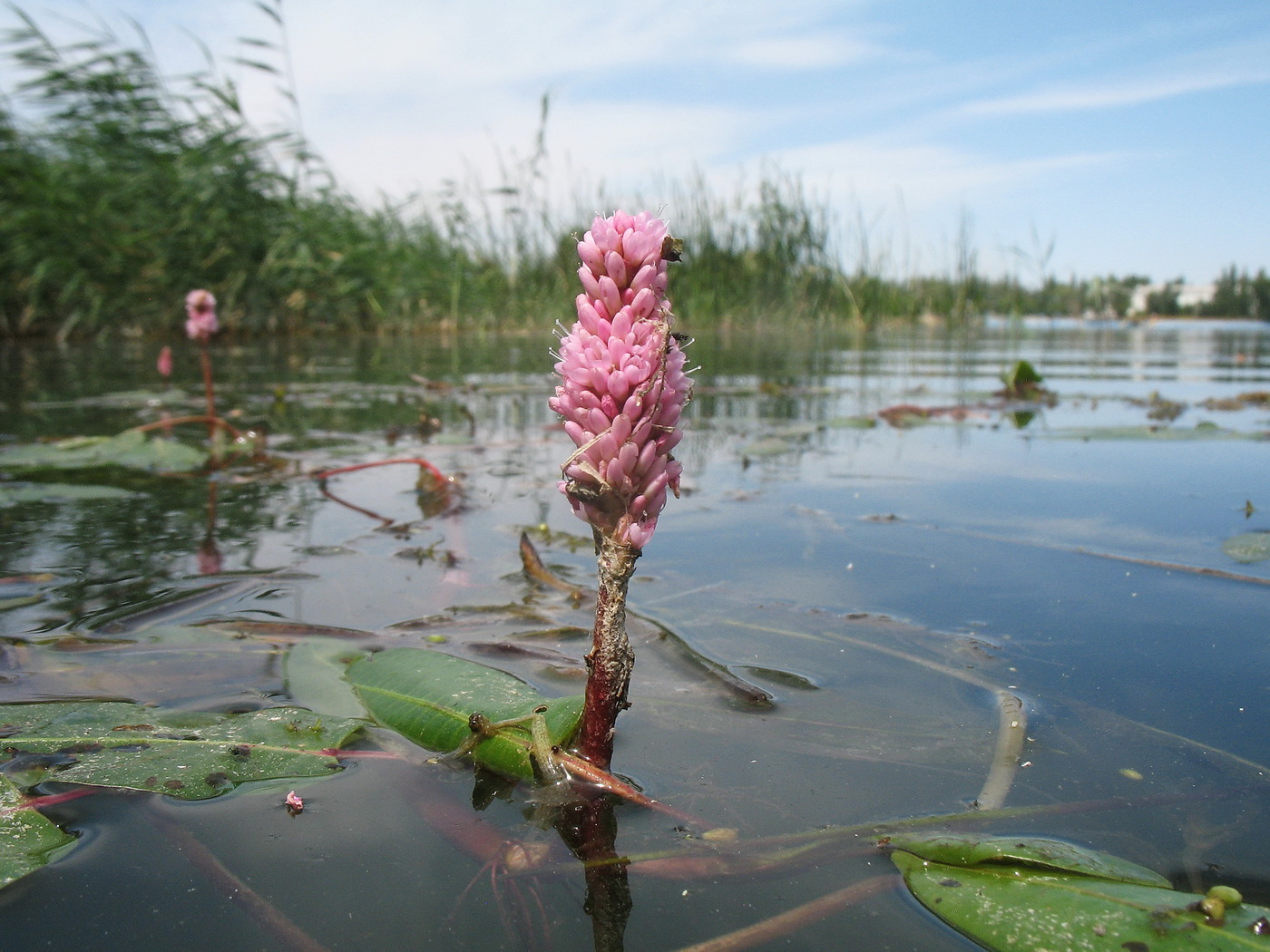 Изображение особи Persicaria amphibia.