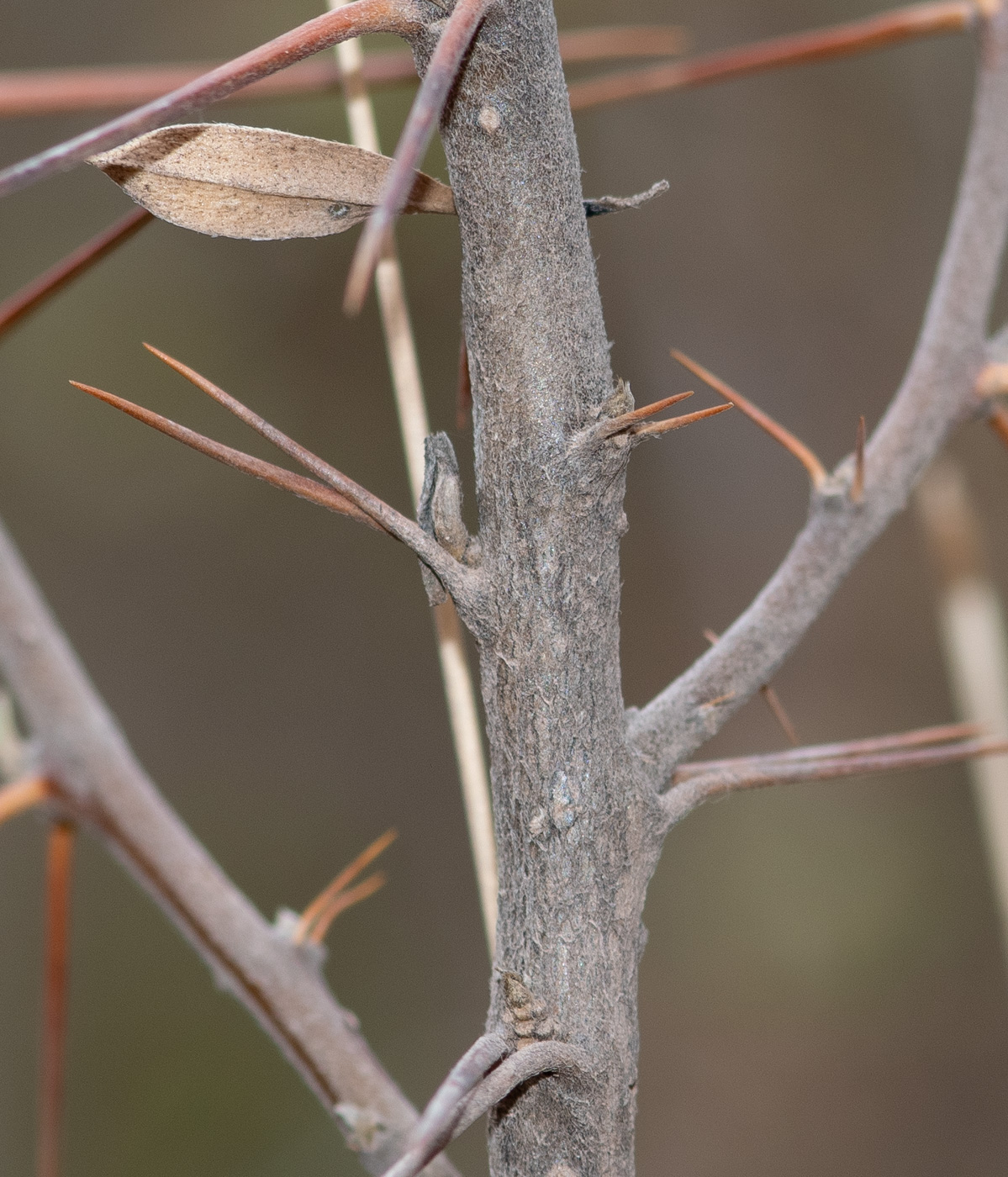 Image of Barnadesia horrida specimen.