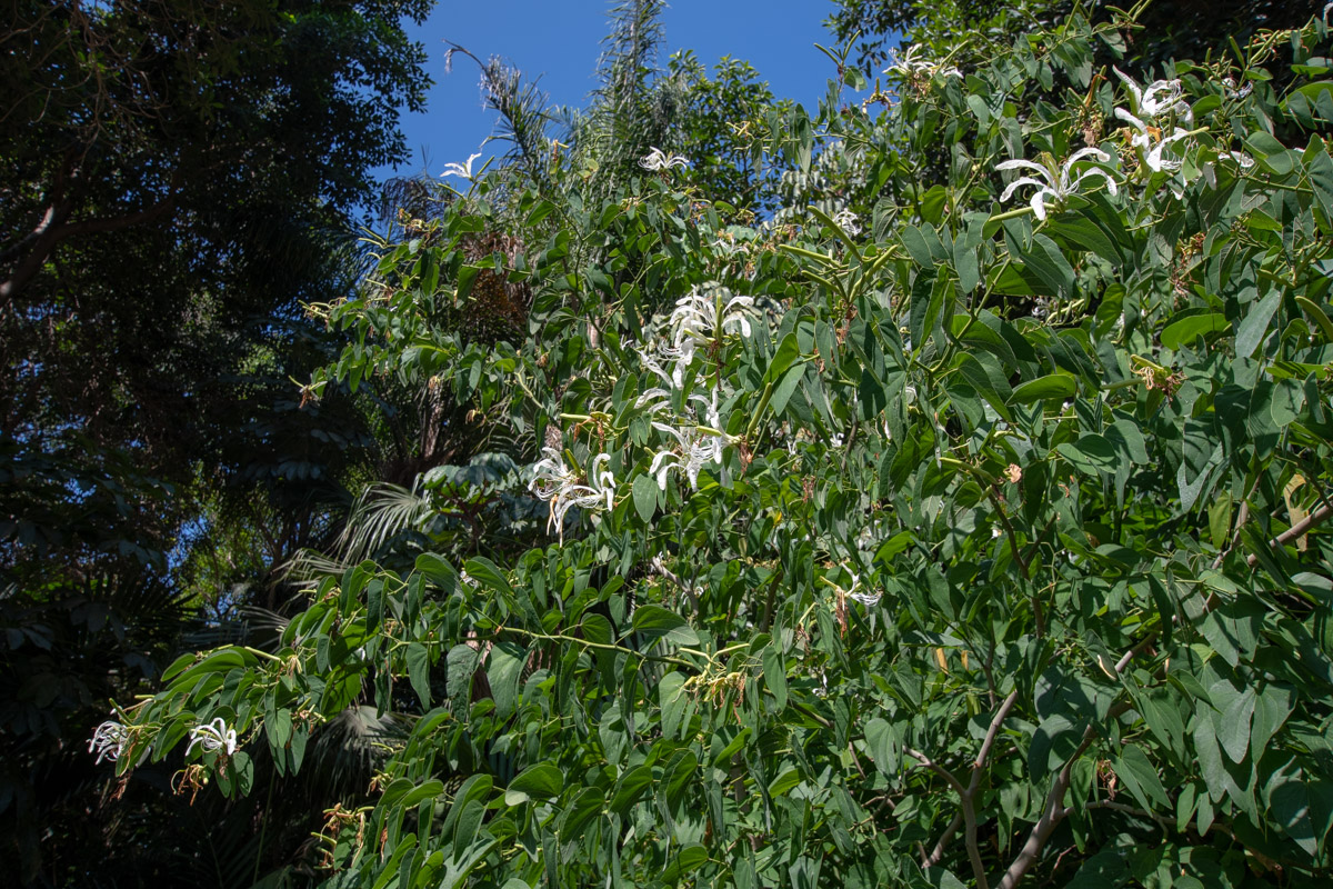 Image of Bauhinia bowkeri specimen.