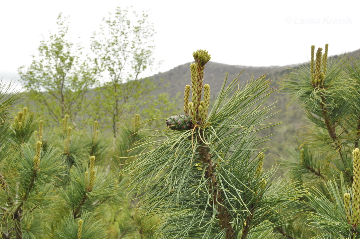 Изображение особи Pinus pumila.