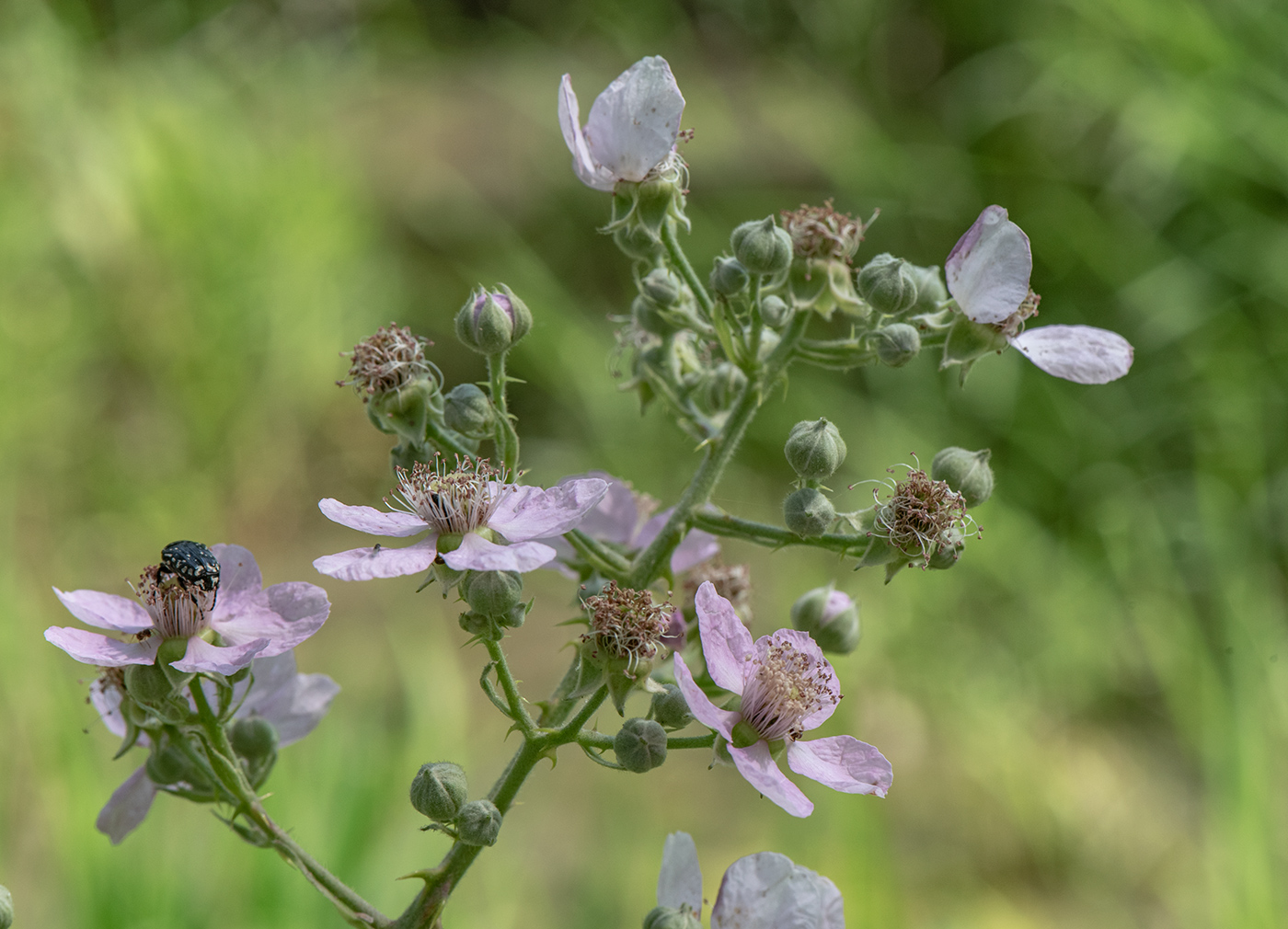 Изображение особи Rubus sanctus.