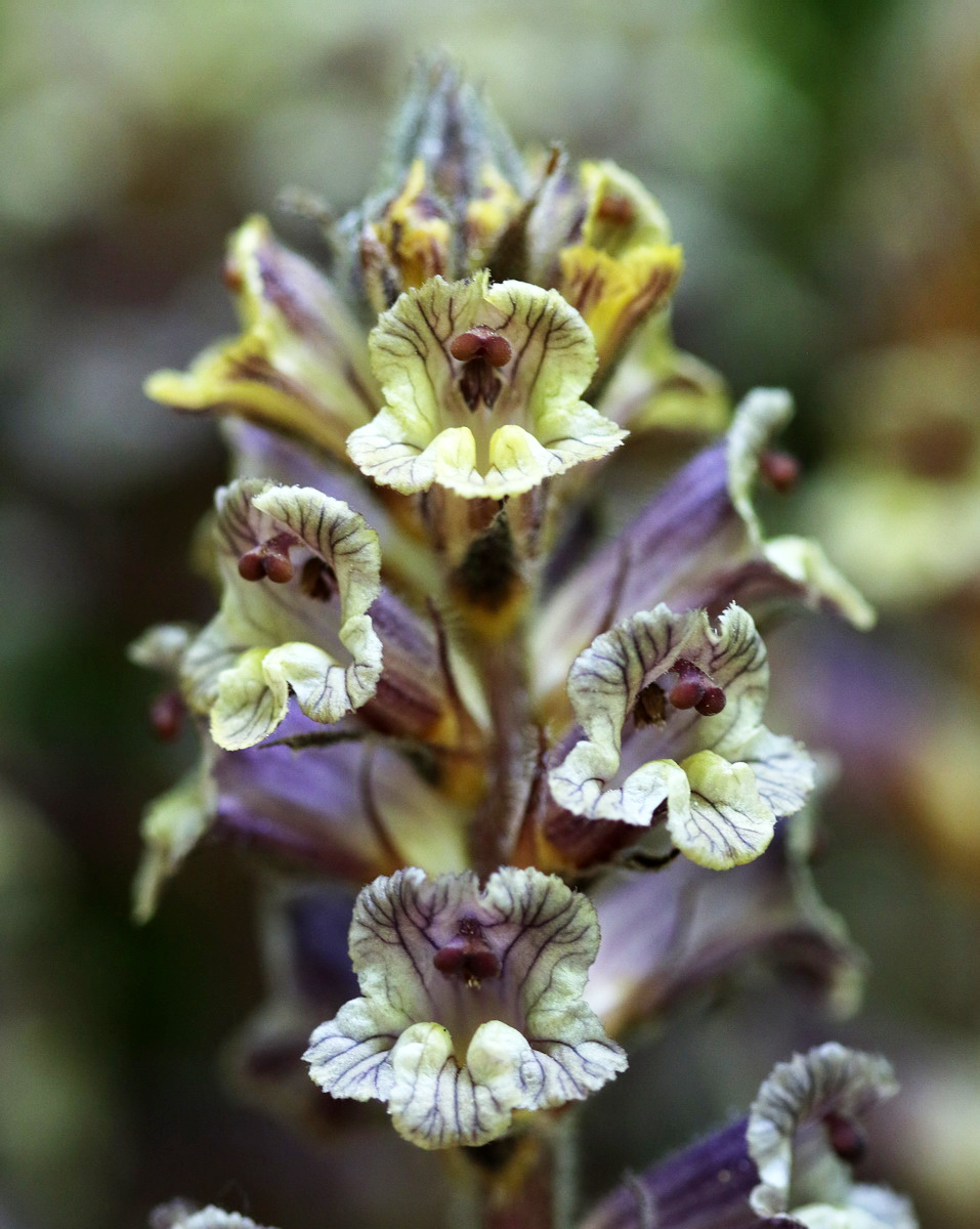 Изображение особи Orobanche laxissima.