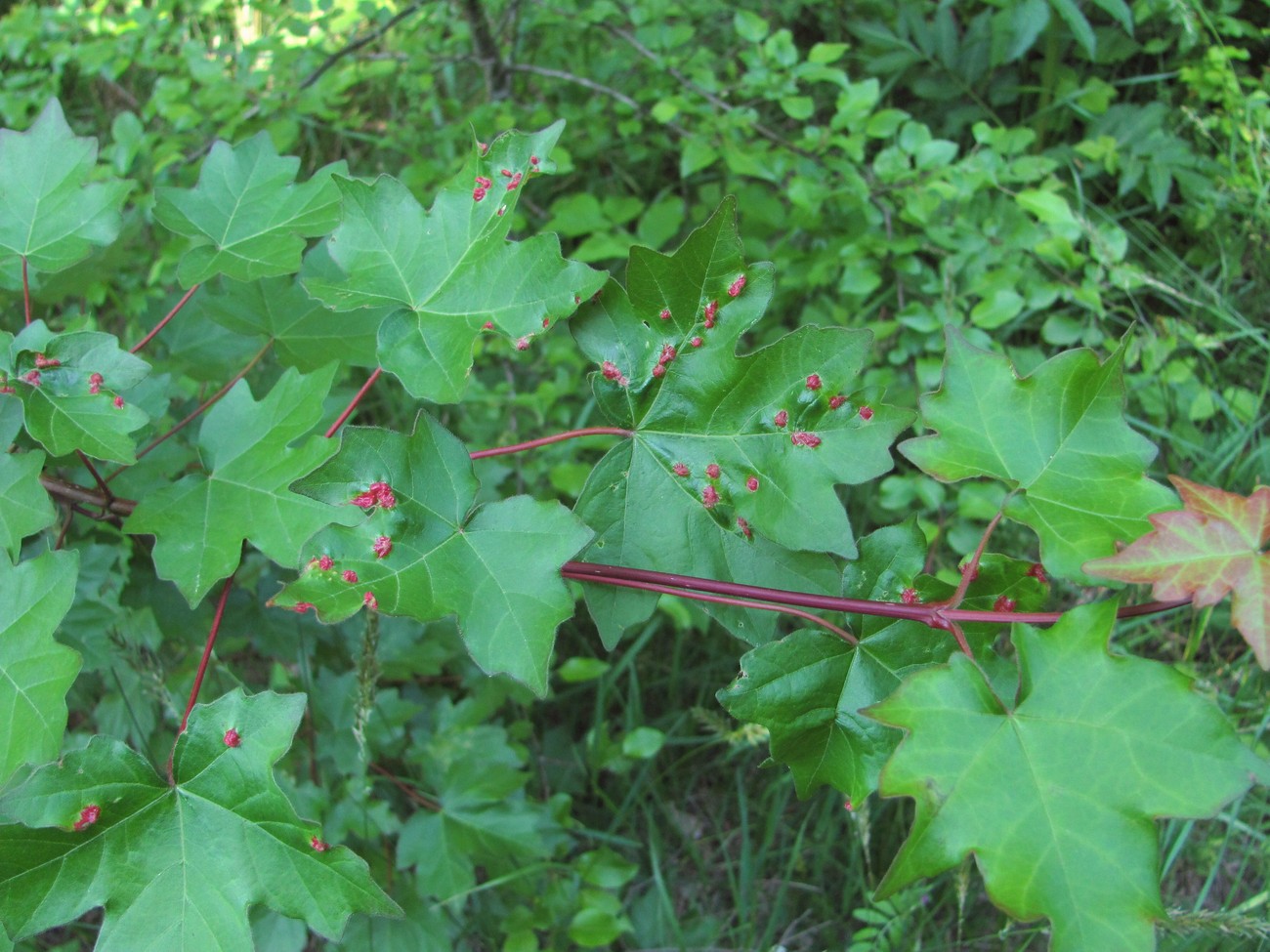 Image of Acer campestre specimen.