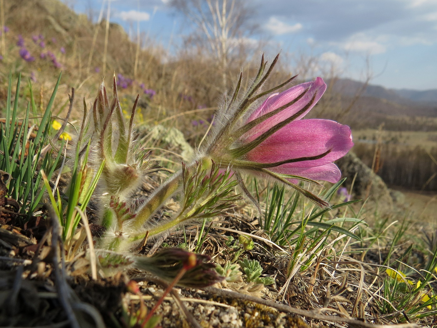 Изображение особи Pulsatilla turczaninovii.