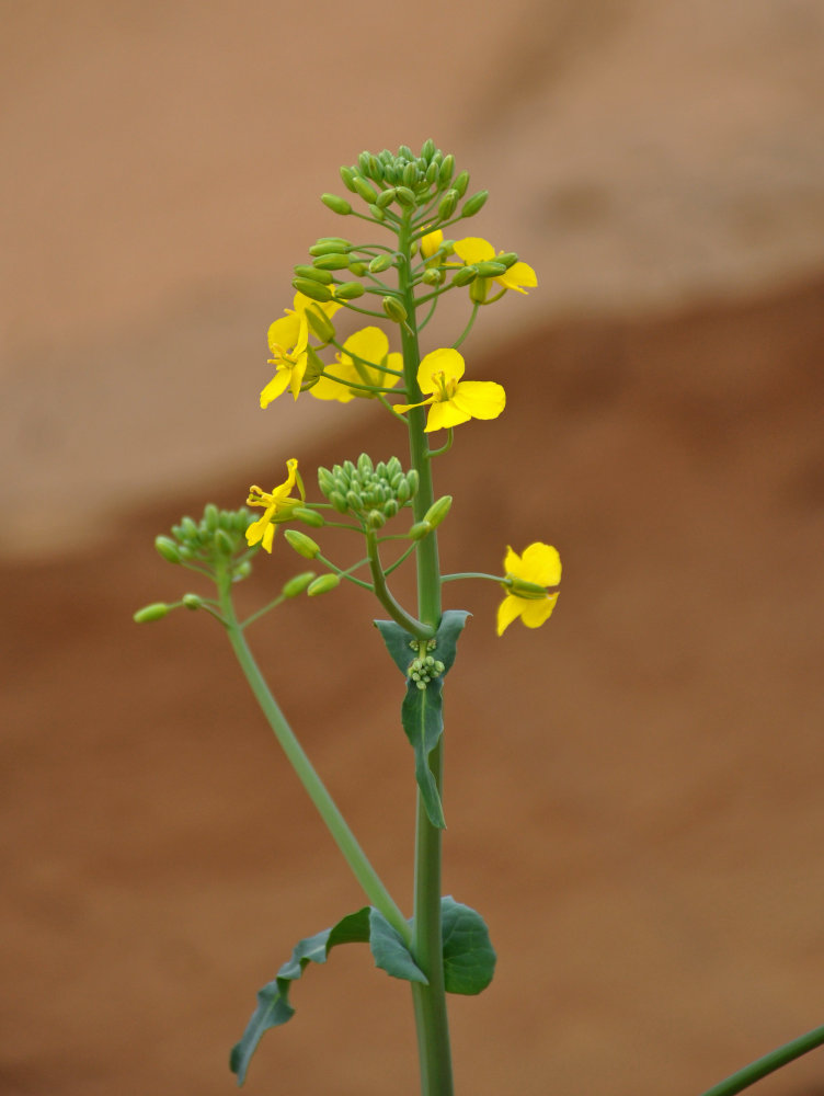 Изображение особи Brassica napus.