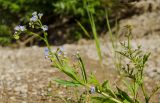 Myosotis palustris. Верхушка цветущего растения. Свердловская обл., Красноуфимский округ, Усть-Машский сельский совет, окр. дер. Русский Усть-Маш, галечно-песчаный берег. 13 июня 2021 г.