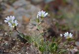 Cerastium purpurascens. Цветущее растение. Республика Северная Осетия-Алания, Алагирский р-н, Большой Кавказ, правый склон ущелья реки Садон, альпийский пояс ≈ 3000 м н.у.м., каменистая площадка. 03.07.2021.