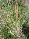 Astragalus farctissimus. Цветущее растение. Узбекистан, хребет Нуратау, Нуратинский заповедник, урочище Хаятсай, около 1300 м н.у.м. 05.04.2008.