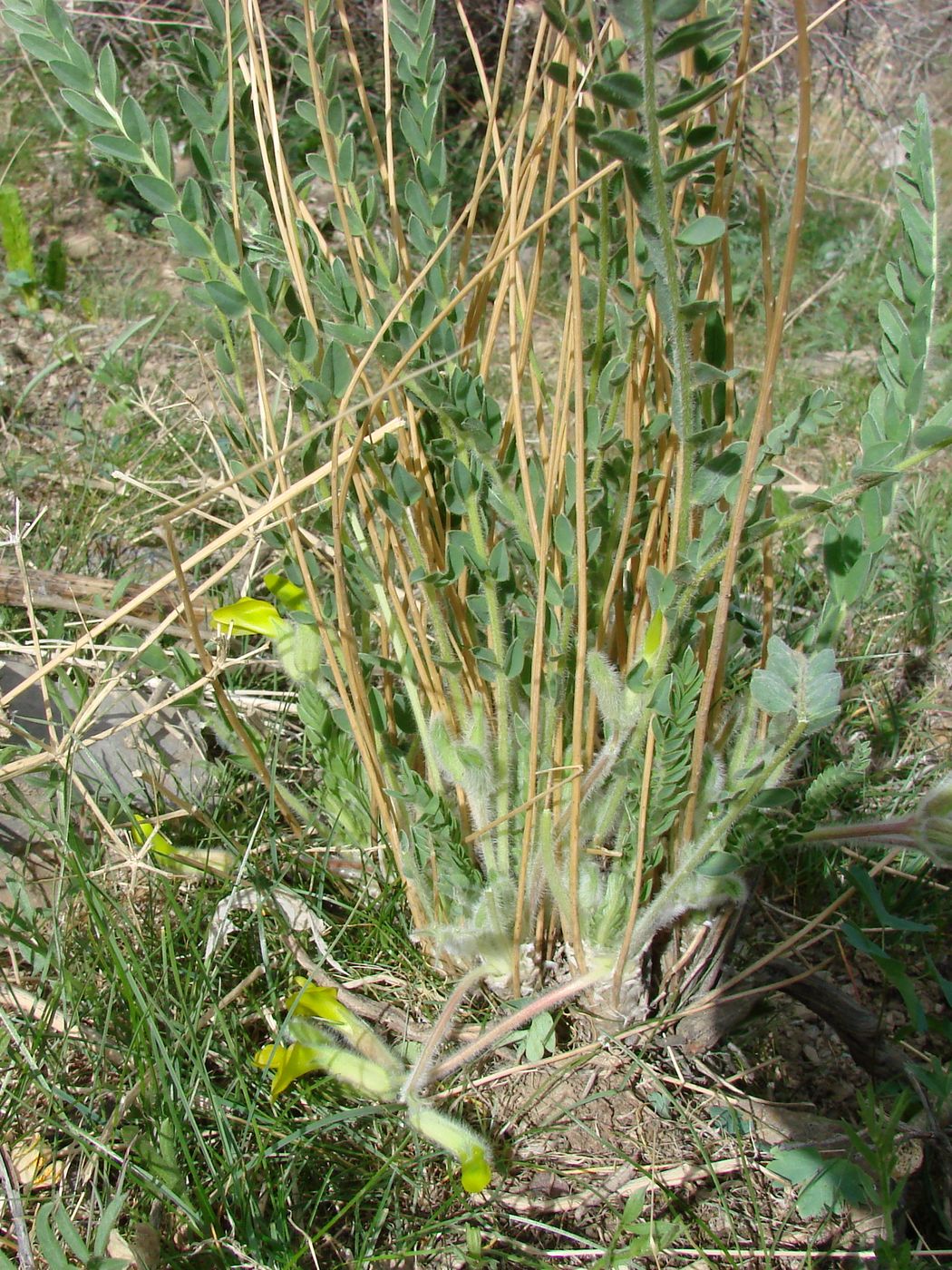 Image of Astragalus farctissimus specimen.