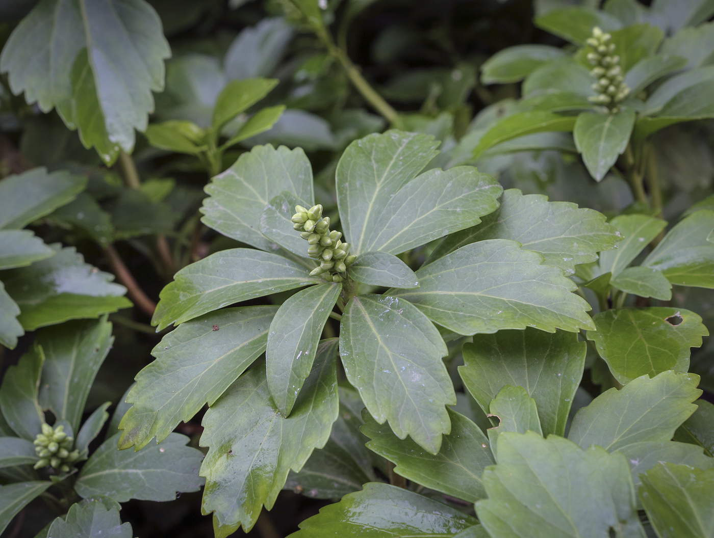 Изображение особи Pachysandra terminalis.