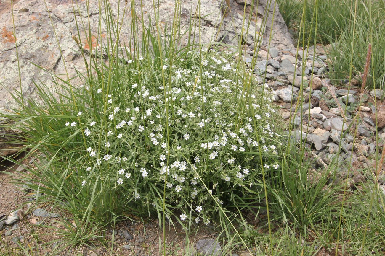 Image of Stellaria dichotoma specimen.